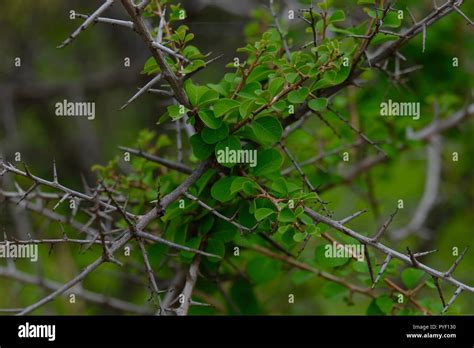 Babul Acacia white sharp thorn in tropical forest, Maharashtra, India ...