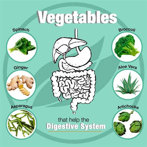 Vegetables that help the digestive system | Healthy digestive system ...