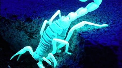 Scorpion venom leads local doctors to cancer breakthrough | KOMO