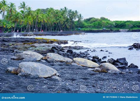 Turtles Lying on Punaluu Black Sand Beach, Big Island, Hawaii Stock ...