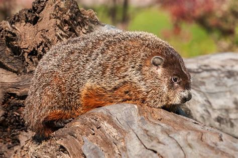 Woodchuck stock photo. Image of chuck, teeth, cute, ground - 9944020