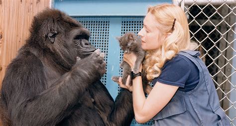 Documentary looks for meaning in Koko the gorilla’s life