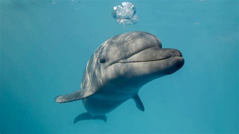 What do bottlenose dolphins like to eat? - SeaMor