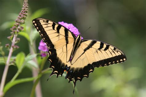 Yellow & Black Butterfly | Black butterfly, Butterfly, Yellow black