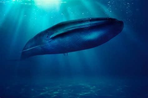 The Sad Story Of The Loneliest Whale In The World - Procaffenation