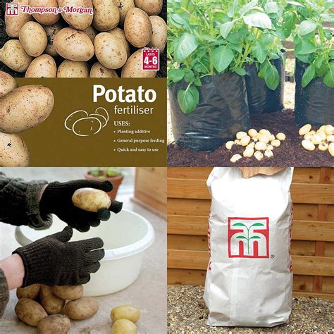 Patio Potato Growing Kit | Thompson & Morgan