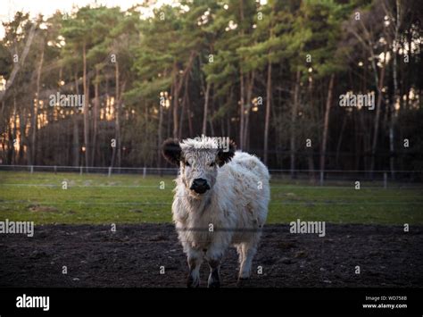 Cow On Landscape Stock Photo - Alamy