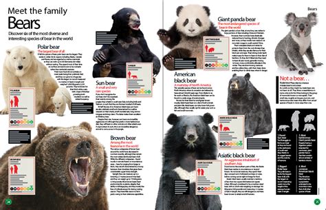 types of bears - Google Search | Cultural | Pinterest | Bears