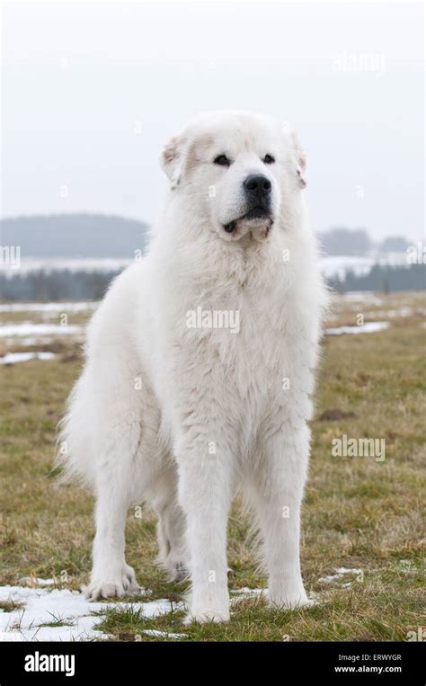 Great Pyrenees dog Stock Photo - Alamy