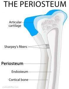 Periosteum Definition, Location, Anatomy, Histology and Function - eHealthStar