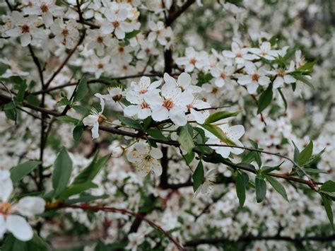 White Cherry Blossom · Free Stock Photo