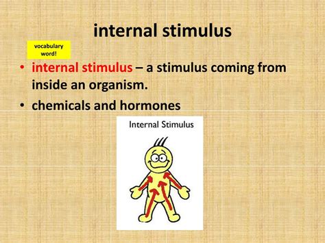 What Is An Internal Stimuli