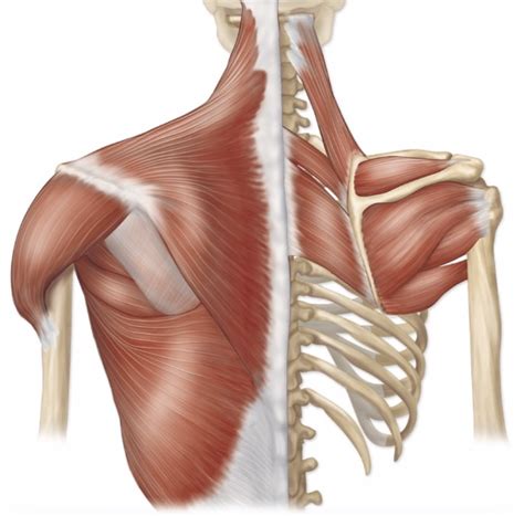 Scapulohumeral muscles Diagram | Quizlet