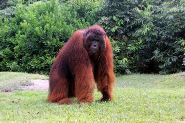 King Louie | Animals, Orangutan, Borneo orangutan