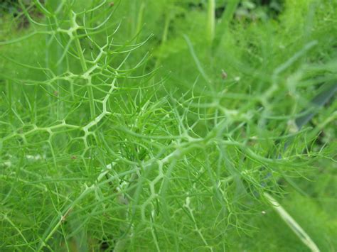 Fennel | Diseases and Pests, Description, Uses, Propagation