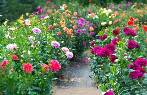 Dahlia Flower Care and Growing Guide with Ultimate Tips