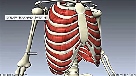 Anatomy Of Chest Wall / Thoracic Wall - Atlas of Anatomy / The chest ...