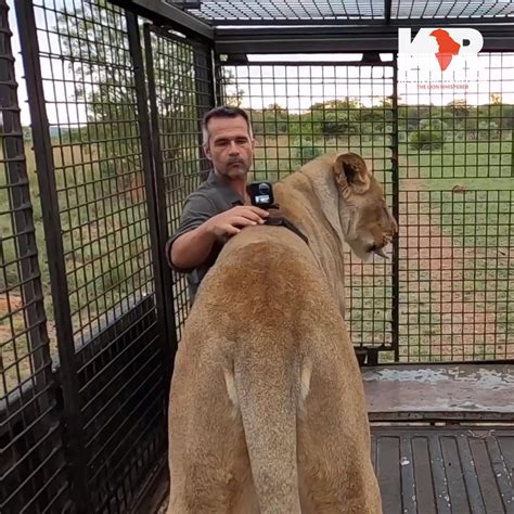 Lion Pride Hierarchy | Just how do lion prides work? This #WildlifeWednesday join Kevin and Meg ...