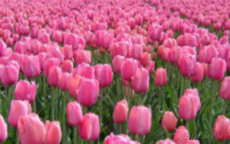 Pink Tulip Field Wallpaper iBackgroundWallpaper