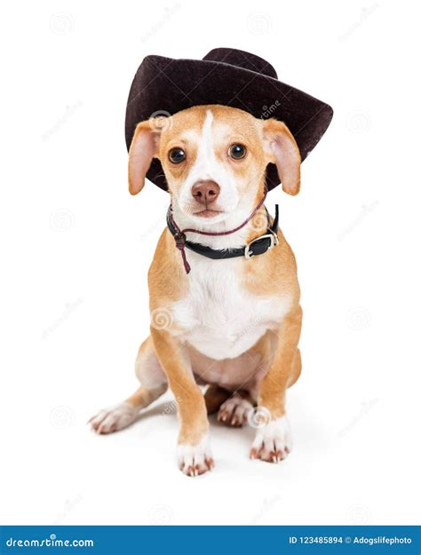 Little Dog Wearing Cowboy Hat Stock Photo - Image of costume, mixed ...