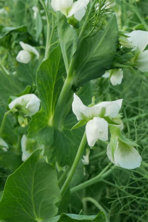 How To Plant A Garden Cover Crop With Field Peas This Fall