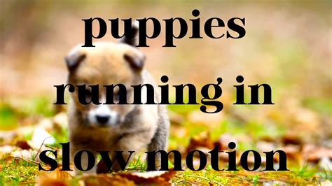 🐶 dogs and puppies running in slow motion - YouTube