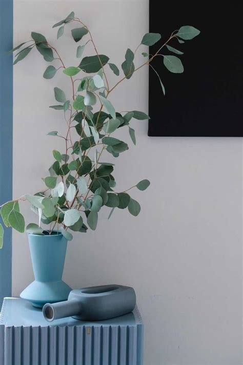 Eucalyptus Plant Care - Indoor Care Guide | The Indoor Gardens