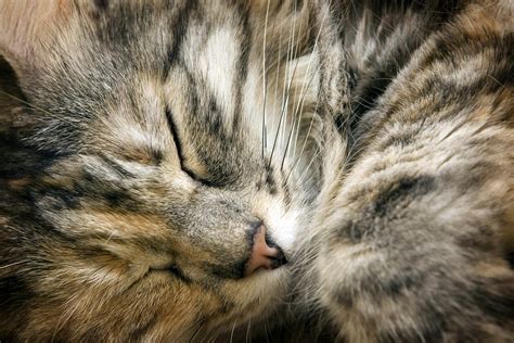 Facial Nerve Paralysis in Cats - Symptoms, Causes, Diagnosis, Treatment ...