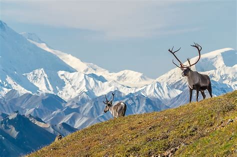 Denali National Park And Preserve - WorldAtlas