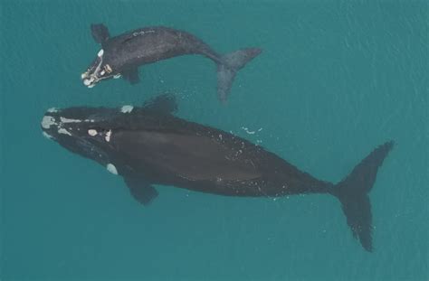 Kiwis called on to help track southern right whales' migration patterns | RNZ News