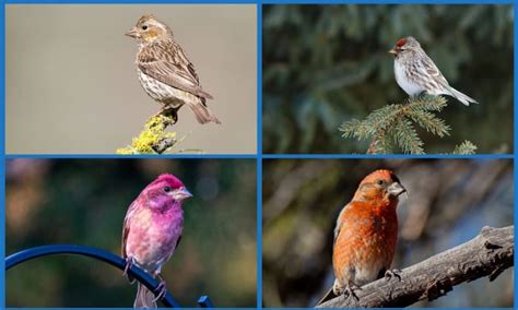 What Does a House Finch Look Like? - Identification Guide