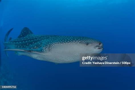 107 Tubbataha Reef National Marine Park Stock Photos, High-Res Pictures, and Images - Getty Images