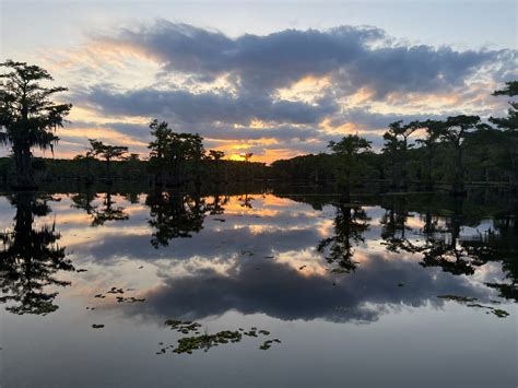 Beauty of Caddo Lake – Mossy Brake Camp Caddo Lake Swamp Tours