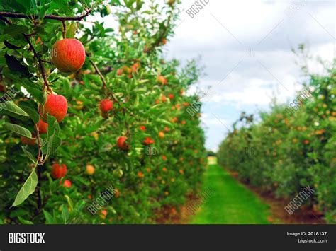 Apple Orchard Image & Photo (Free Trial) | Bigstock