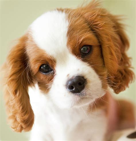 Portrait Of A King Charles Spaniel Puppy. Photograph by Marcy Maloy