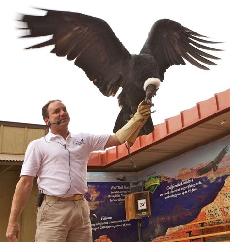 Condor Encounter Bird Show at Grand Canyon