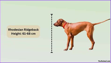 Rhodesian Ridgeback Size: How Big Are They Comparison?