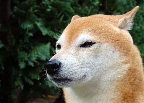 How Much Is A Shiba Inu Dog