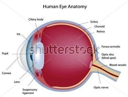 Stock Anatomy Human Eye Image - Graph Diagram