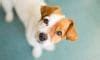 Why Is My Puppy Whining? How Can I Comfort Them? | BeChewy