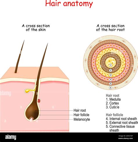 Hair Root