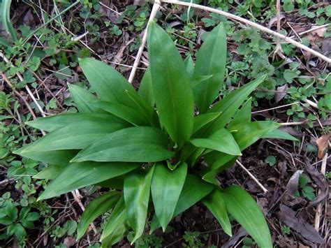 Ramsons, Wild Garlic, Broad Leaved Garlic, Wood Garlic, Allium ursinum