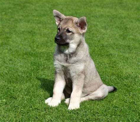 Norwegian Elkhound,Small Grey Elk Dog,Norwegian Moose Dog,Harmaa | Elkhound puppies, Norwegian ...