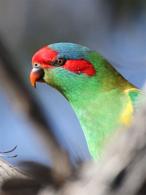 Musk Lorikeet | Friends of Canadian Corridor