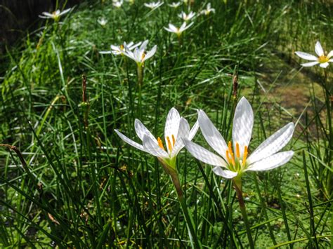 Zephyranthes candida (pond) — Florida Aquatic Nurseries