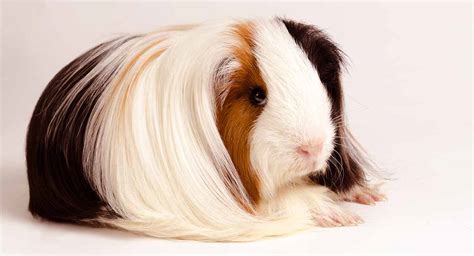 Peruvian Guinea Pig: Facts, Personality, Care, with Pictures