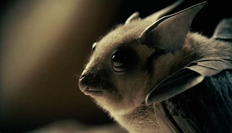 Are Bats Blind? Echolocation - Pest & Animal Removal Services