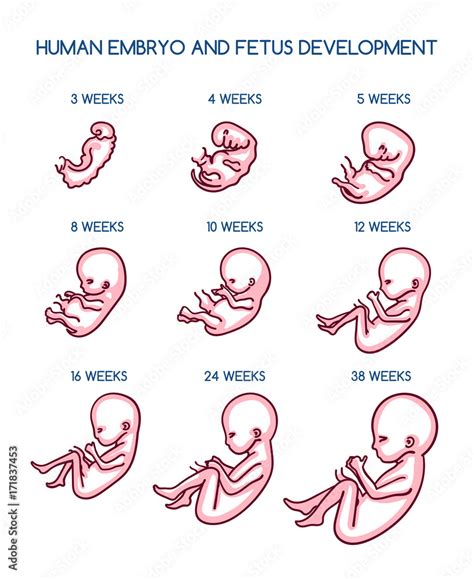 Fetal Development By Week