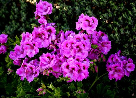 A photo, A thought............: Plant: Geraniums.....a feast of colors