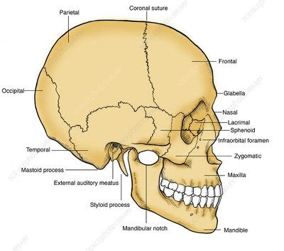 Illustration of Human Skull - Stock Image - C017/2570 - Science Photo Library